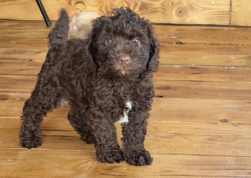 Мини пудел Mini poodle