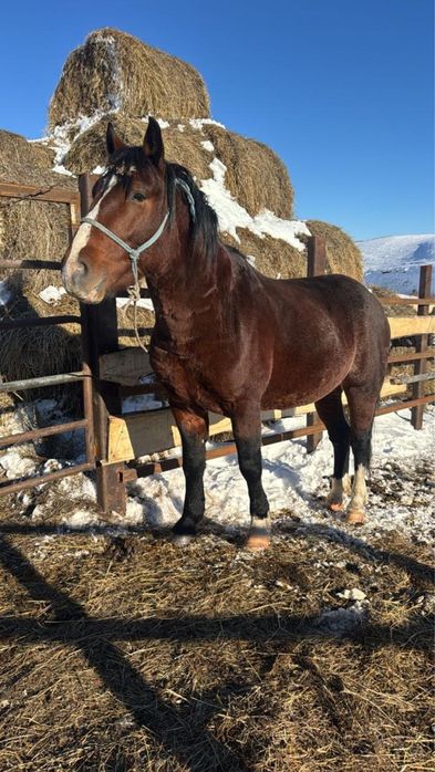 Продам жеребца 5 летний