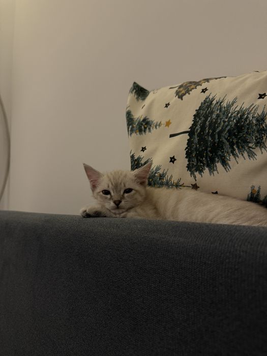 Продается Котенок