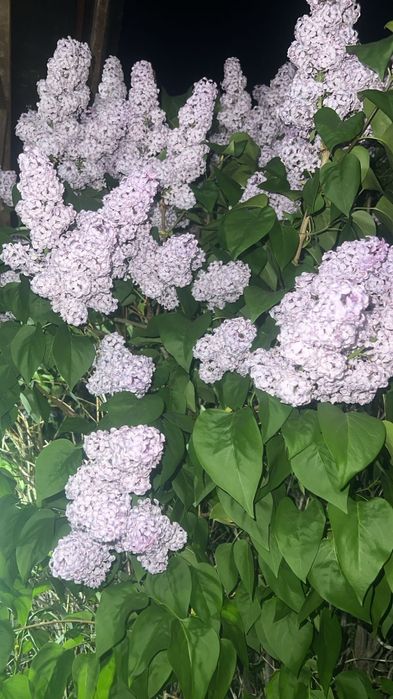 Сирень очень свежии