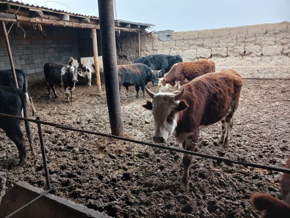 Букалар сатылады