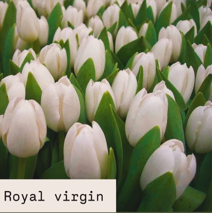 Тюльпаны оптом из собственной теплицы