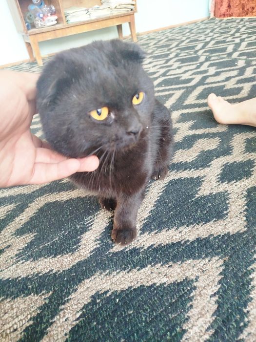 Симба кошка чёрный света