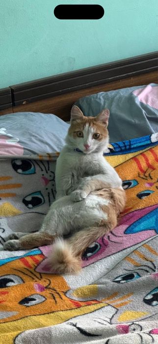 Отдаем бесплатно Кота