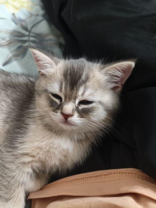 Продаётся котёнок шотландский  Scottish Straight  мальчик