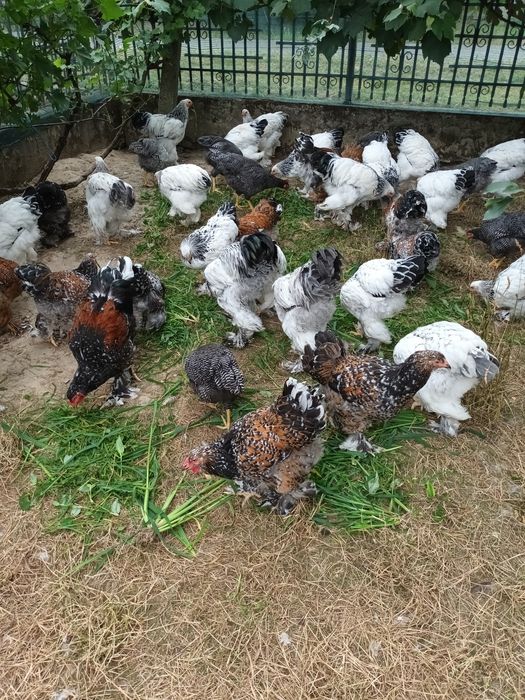 Brahma herminat deschis și brahma porțelan