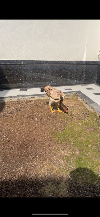 Dakan Tovuq sotiladi tuxumda dakan makiyon boboqi makyon