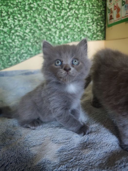 Продам котят бринтацев