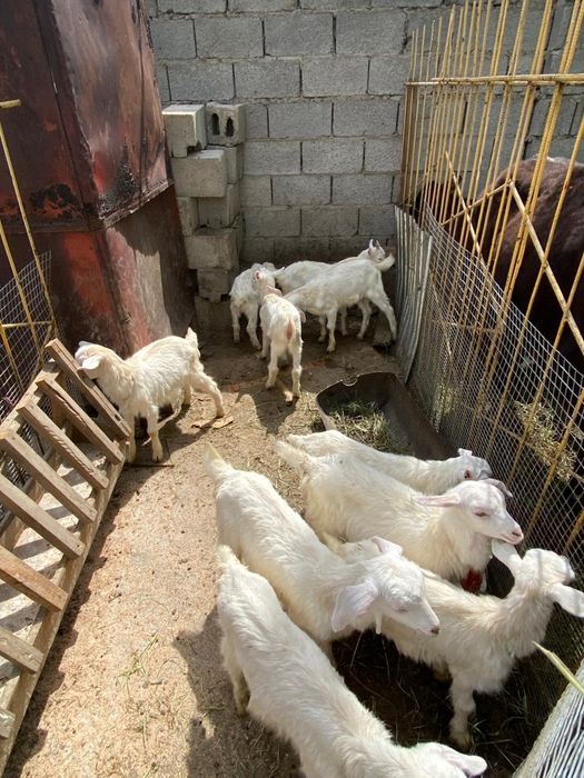 Заенски козье ешкілер