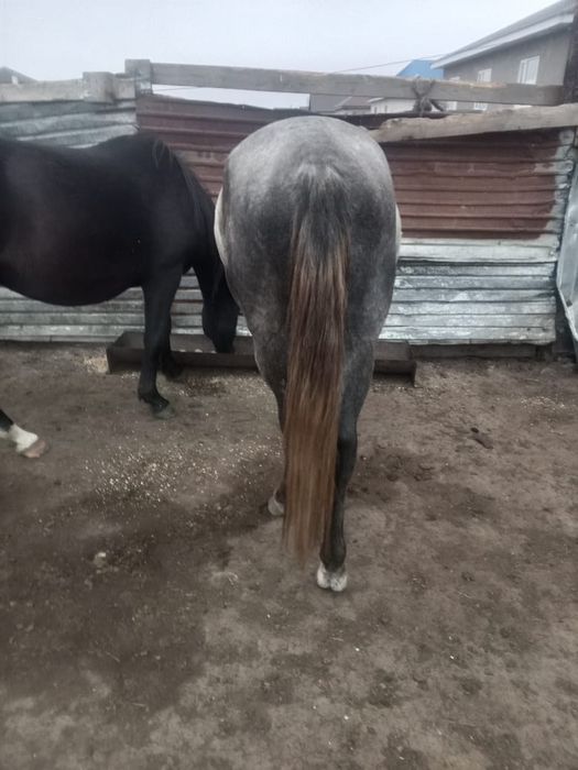 Продам лошадь с Кажмухан