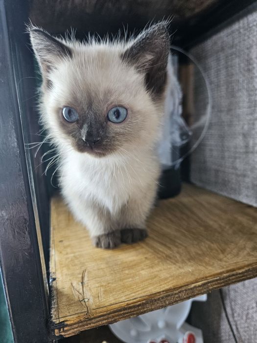 Отдам котёнка мальчик