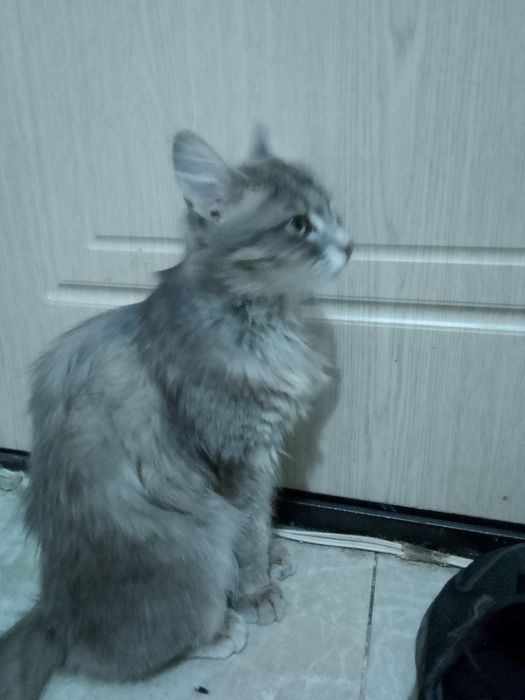 сибирская кошечка