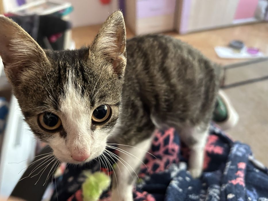 Подарява се малко котаче