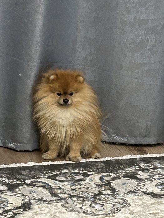 Шпиц для вязки