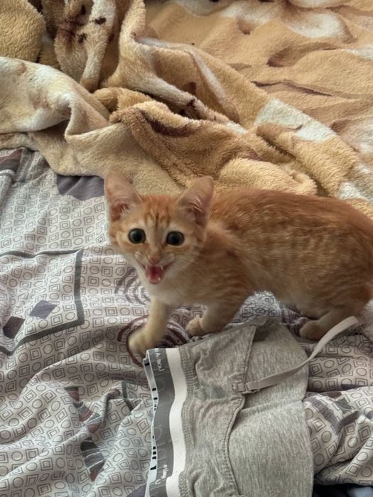 Отдам котенка бесплатно