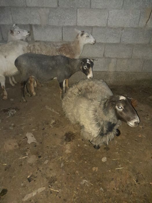 Рамановские бараны