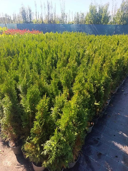 Plante ornamentale pentru grădină și curte | Gamă variată