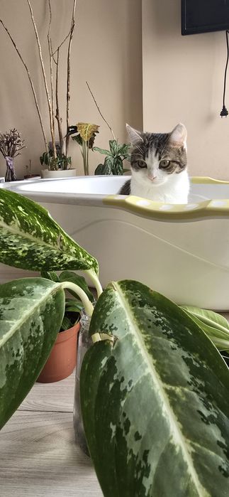 Отдам кошку  в добрые руки