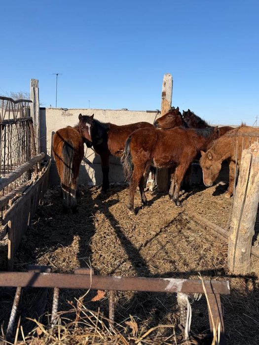 Продам жеребят цена договорная