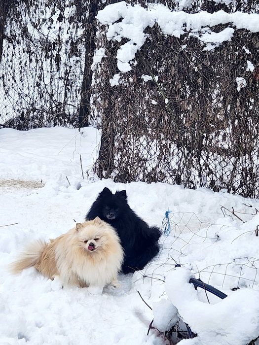 Померан е фантастично красив.