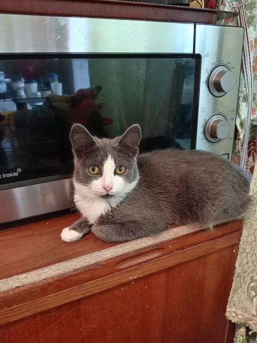 Отдам котят в добрые руки