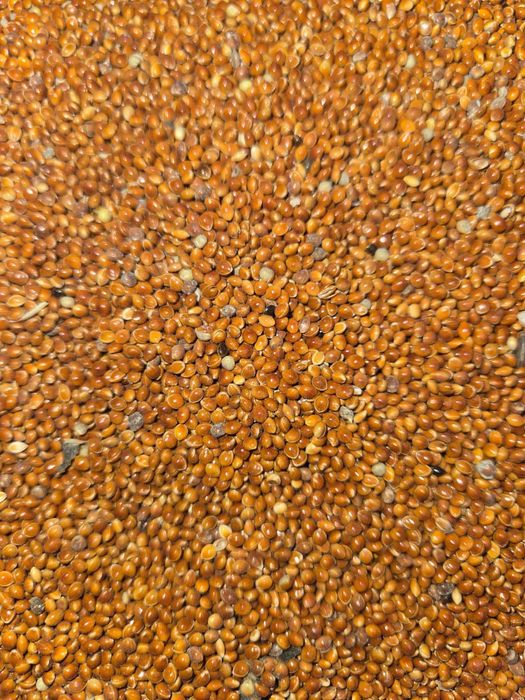 Продам просо красное