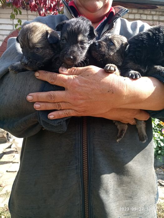 Отдам щенят дворняги в добрые руки