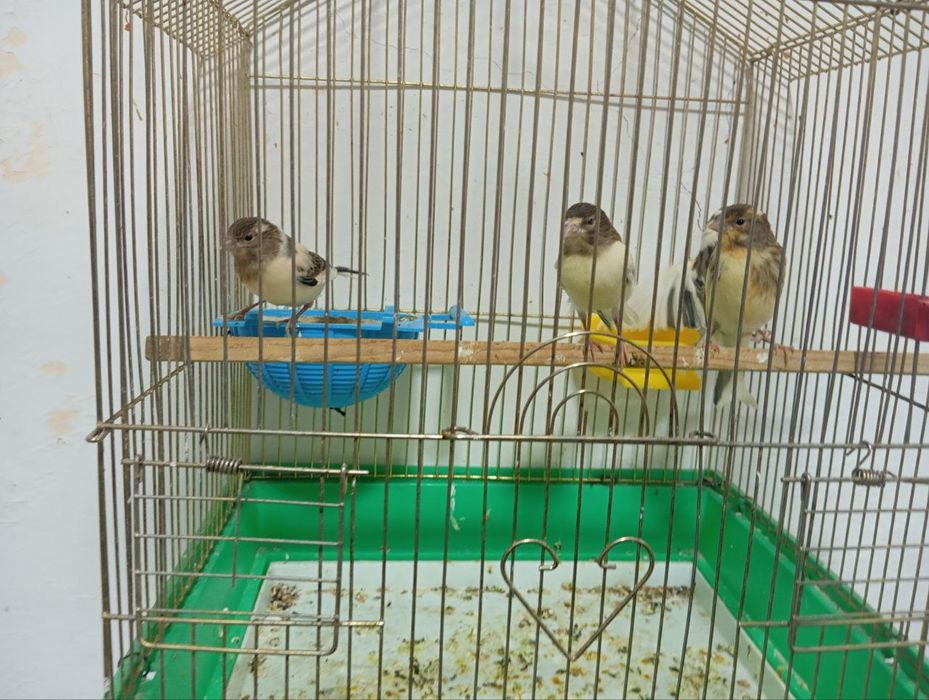 Yirik Malado'yla sotiladi 3 oyli