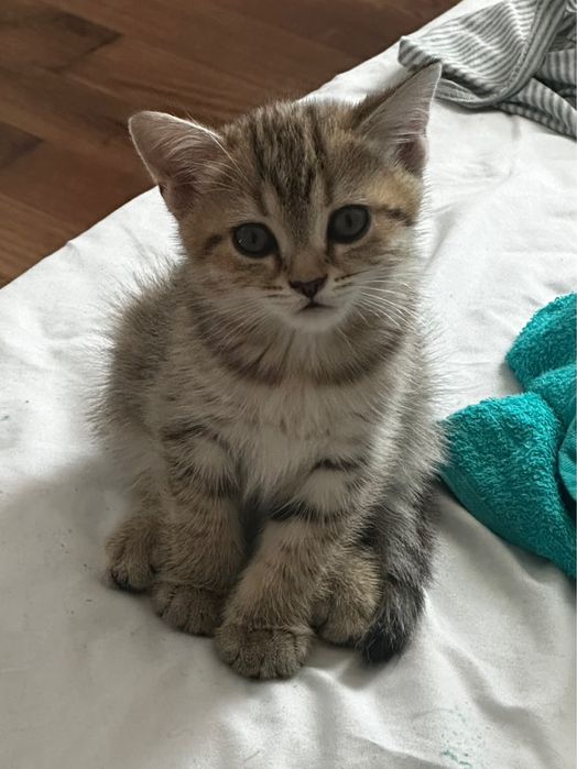 Шотландские котята