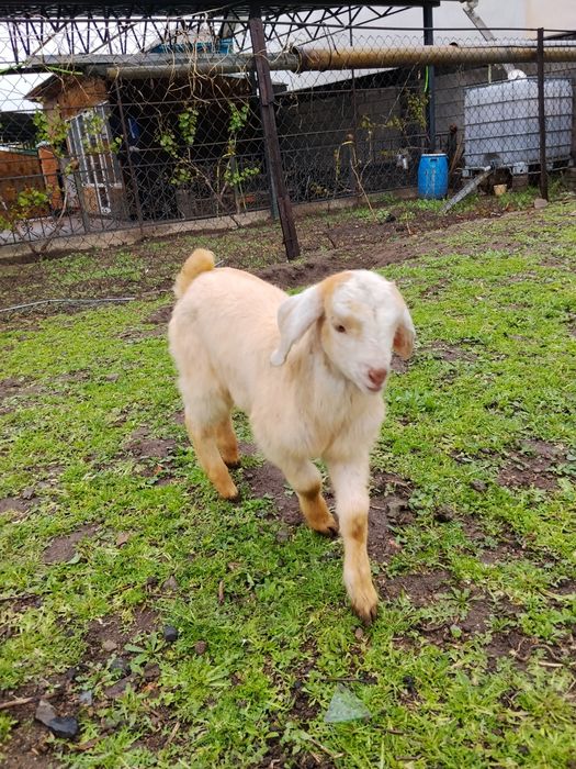 Продам, мальчика