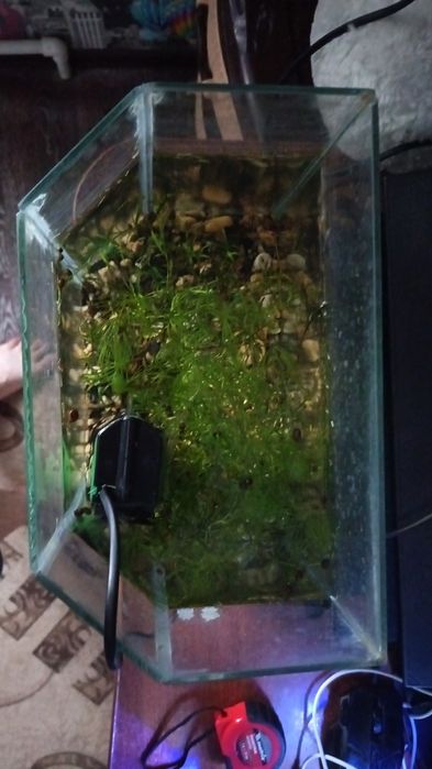 Аквариум ромбовидный