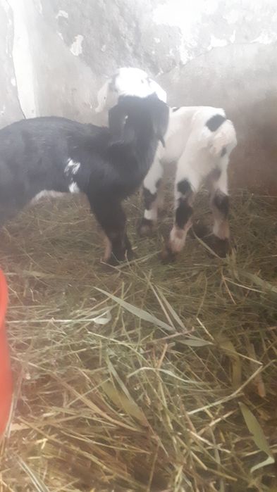 Коза  чешская.с козлятами.