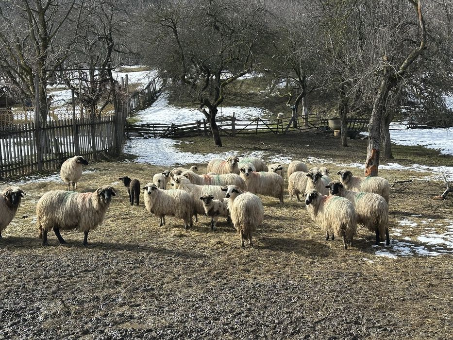 Oi de vinzare , 10 din 20 pe ales, 1500lei buc un pic negociabil