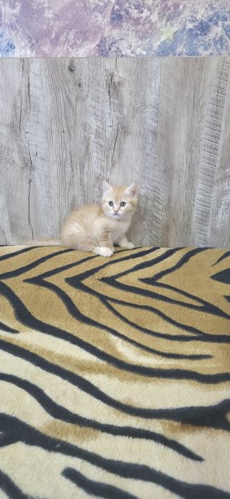 Шотландские вислоухие