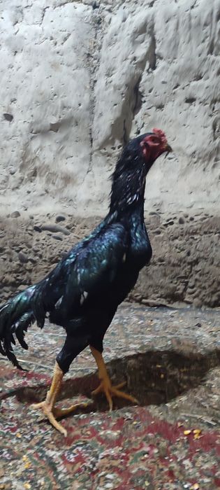 Dakan jujalar sotiladi 9oylik