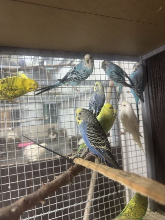 Valnisti toʻtila 250,00 pari zrosli qushla sogʻlom qushla