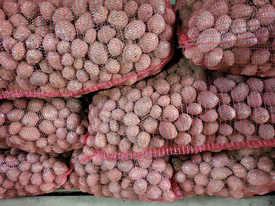 Cartofi de  consum si de sămănță