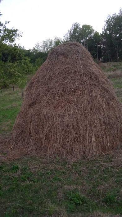 de vanzare 2 capite fan de livada