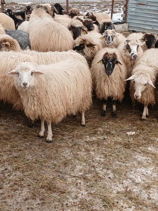 Vand 33 de oi depuse de fatare