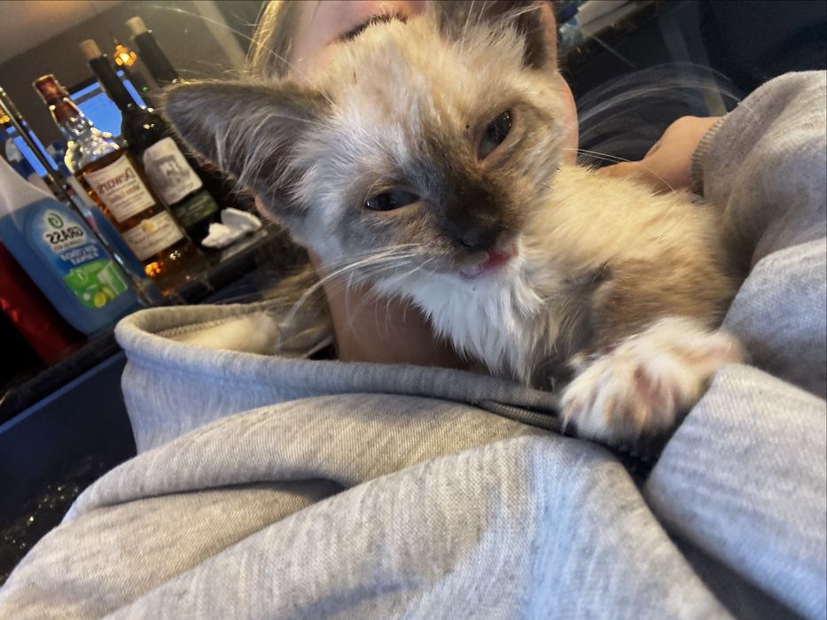 Котеночек маленький