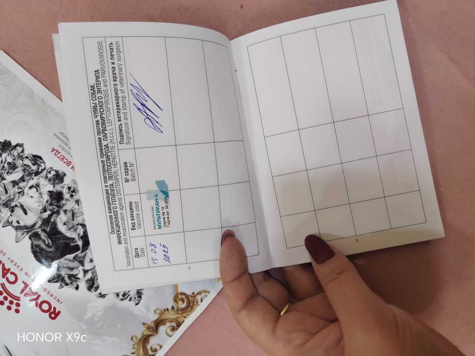 Кане корсо 6 месяцев