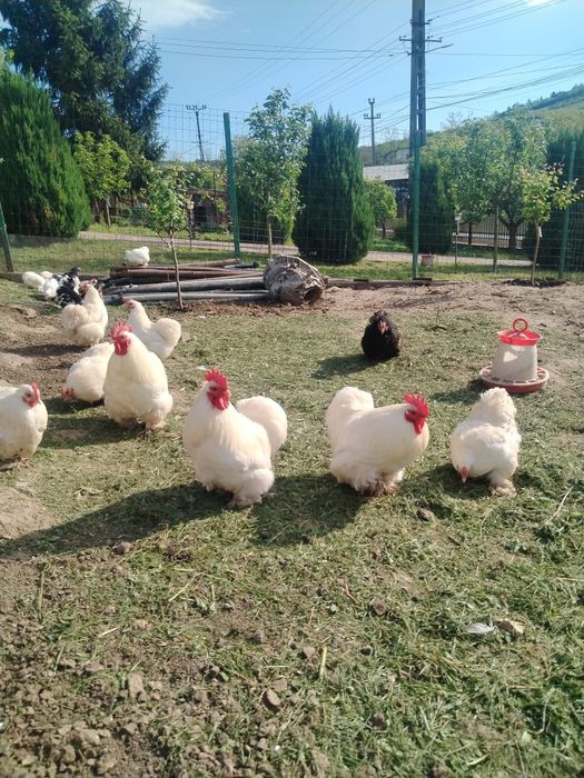Oua Cochinchina pitic