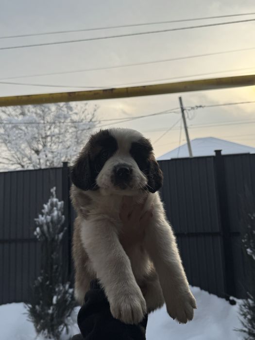 Щенки московской сторожевой