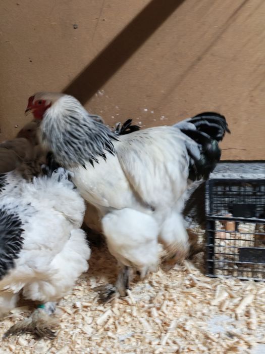 Vând 4+1 brahma HD 2025