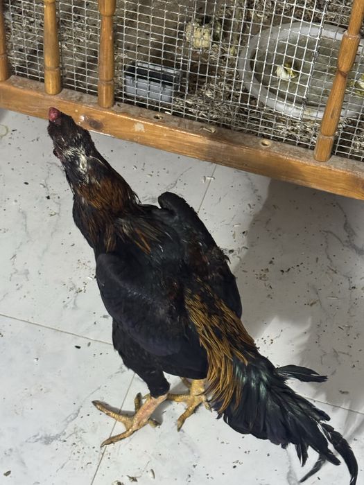 жужа хороз сотилади