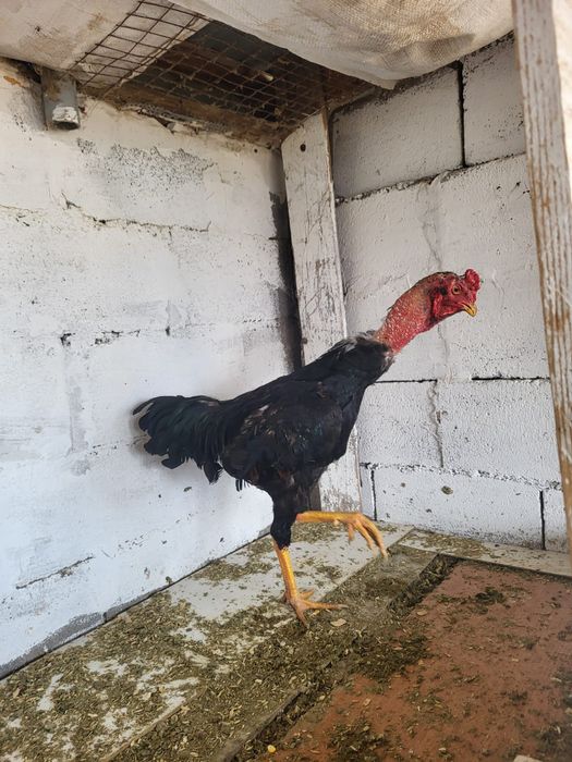 Сатамын шоже кораз 10000