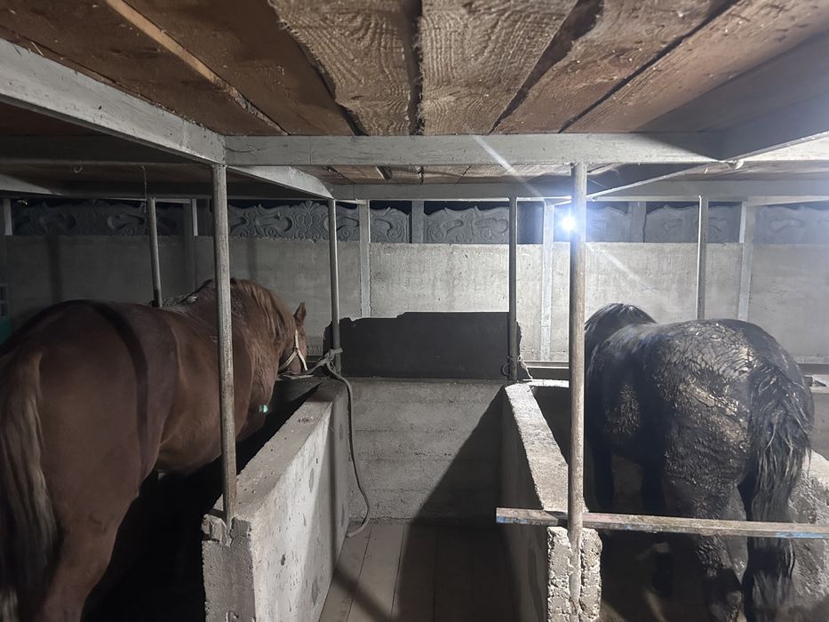 Бордақы жылқылар