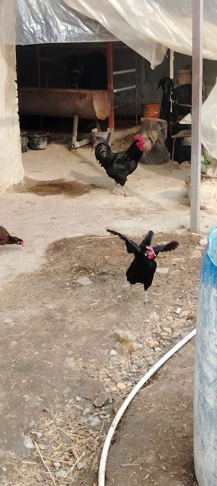 Товуклар ва хуроз сотилади