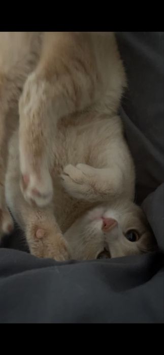 котенок в самые любящие и добрые руки