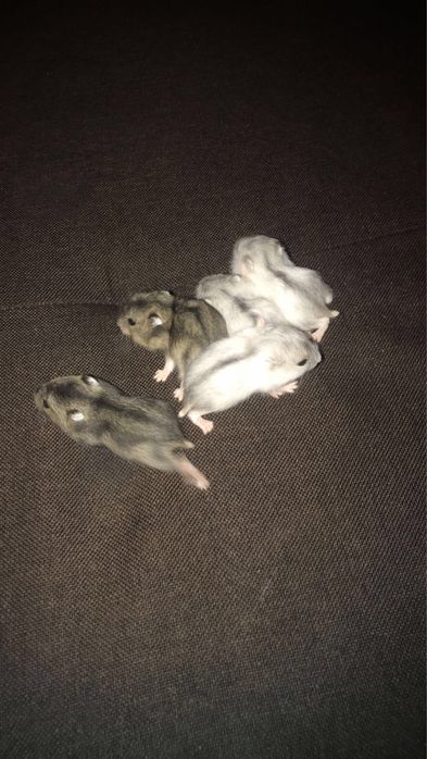 Hamsteri pitici(foarte blanzi)